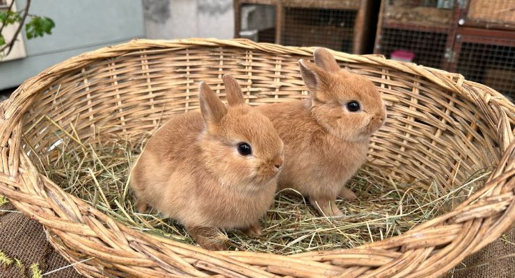 Mersin Büyümeyen Tavşan