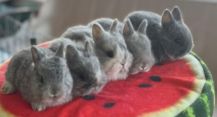 Mersin Evcil Tavşan