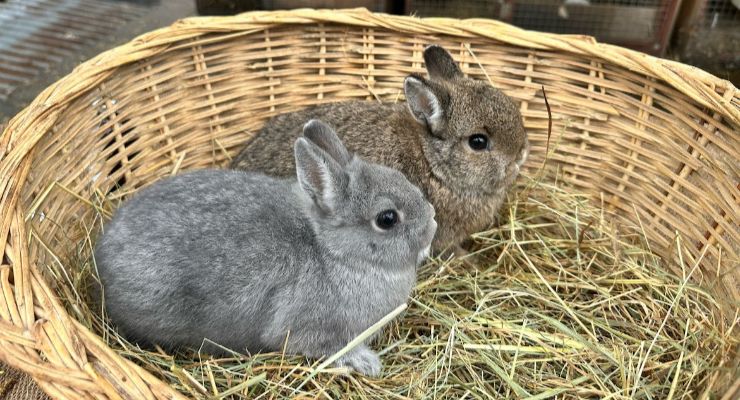 Mersin Yavru Tavşan