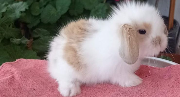 Mersin Hollanda Lop Tavşan